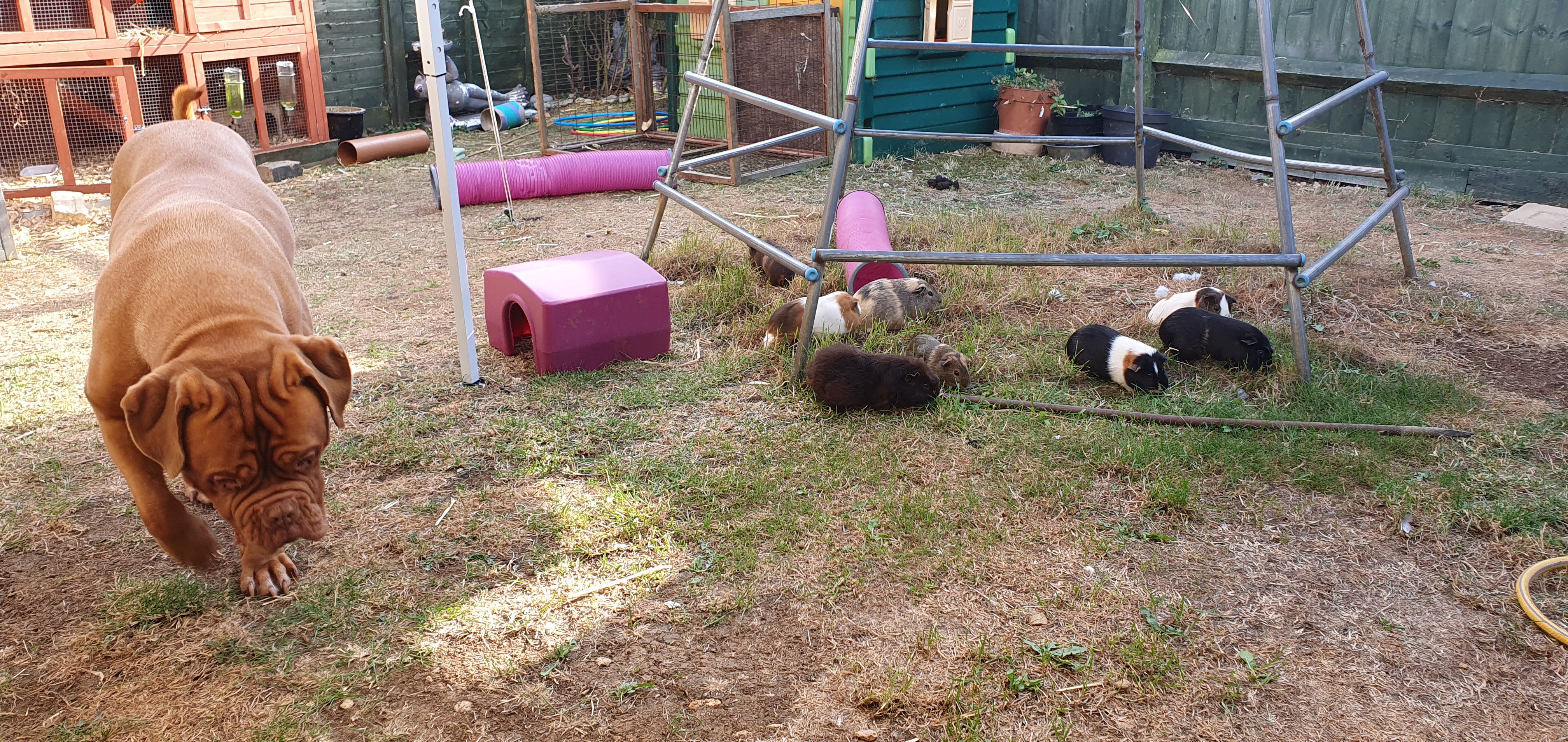 with pigs 2