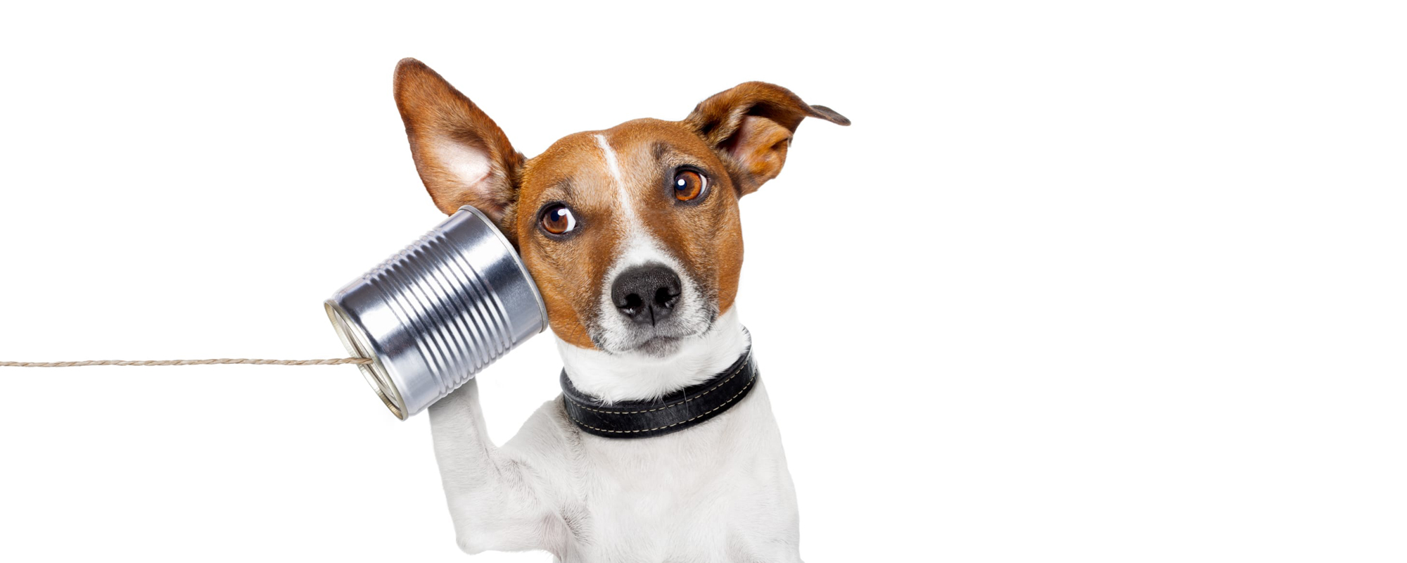 Canine Image Gallery