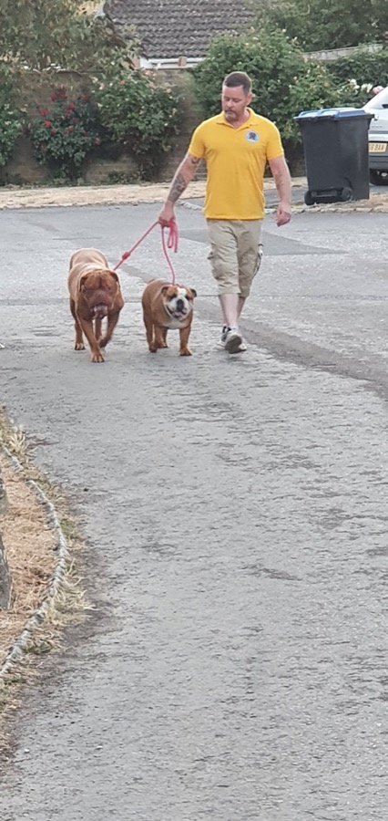 dogue de bordeux french mastiff