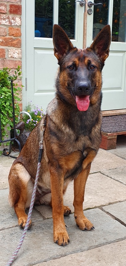 German Shepherd cross