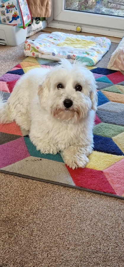 coton de tulear burford oxfordshire