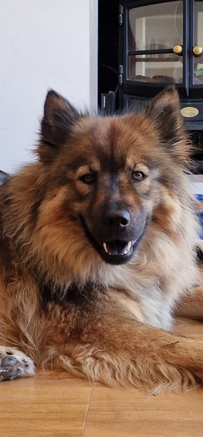 Eurasier carterton Oxfordshire