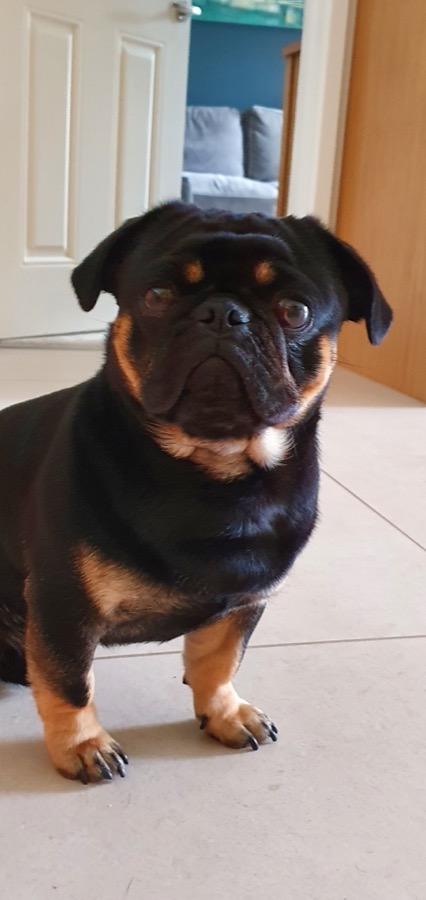 pug