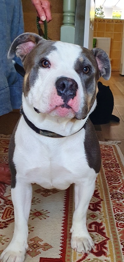 xl bully